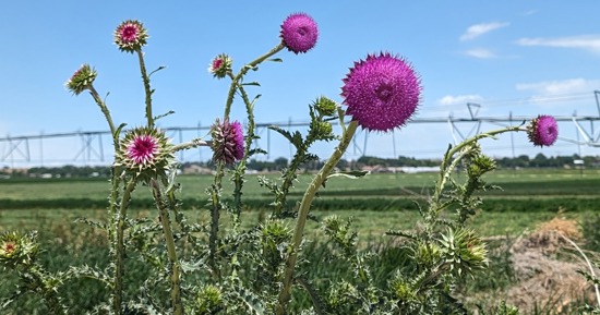 Prevent noxious weeds from going to seed if already in the flower stage. Photo by Chabella Guzman